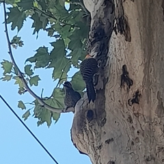 Colaptes melanochloros