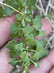 Pleurocoronis laphamioides