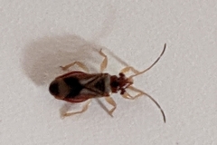 Thaumastocoris