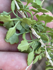 Pleurocoronis laphamioides