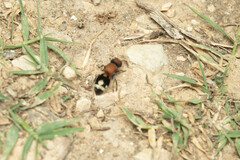Ronisia brutia