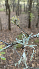 Ramalina celastri