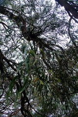 Lorantheae