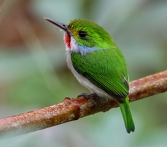 Todus multicolor