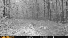 Sciurus carolinensis