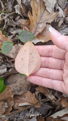 Smilax rotundifolia