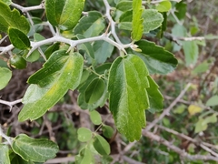 Celtis pallida