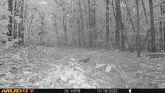 Sciurus carolinensis