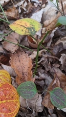 Smilax rotundifolia