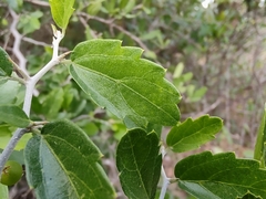Celtis pallida