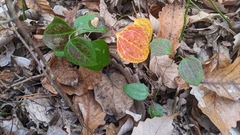 Smilax rotundifolia