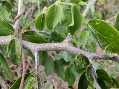 Celtis pallida
