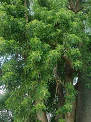 Phytolacca dioica