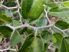 Celtis pallida