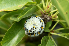 Cimbex quadrimaculatus