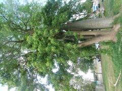 Phytolacca dioica