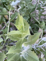 Ambrosia ilicifolia