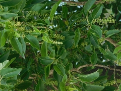 Phytolacca dioica