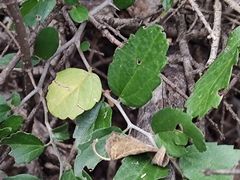 Celtis pallida