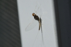Callibaetis pictus