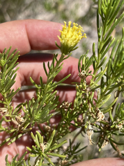 Peucephyllum schottii
