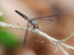 Brachydiplax duivenbodei