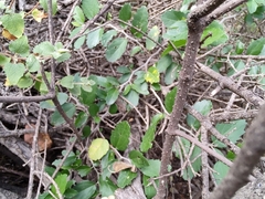 Celtis pallida