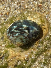 Lunella undulata
