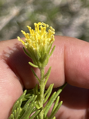 Peucephyllum schottii