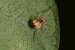 Theridion flavonotatum