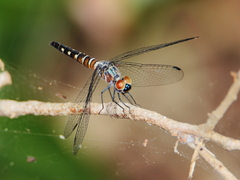 Brachydiplax duivenbodei