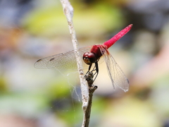 Aethriamanta nymphaeae