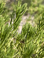 Peucephyllum schottii