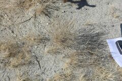 Aristida californica