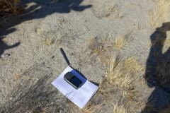 Aristida californica