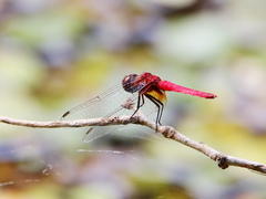 Aethriamanta nymphaeae
