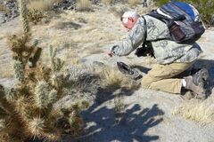 Aristida californica