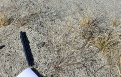 Aristida californica