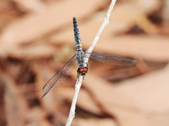 Brachydiplax denticauda