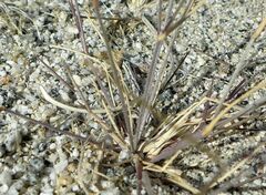 Aristida californica