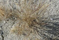 Aristida californica