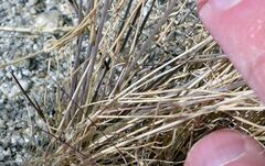 Aristida californica