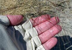 Aristida californica