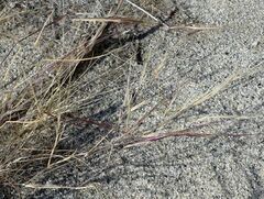 Aristida californica