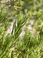 Peucephyllum schottii