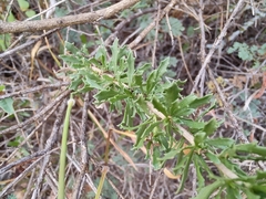 Baccharis pteronioides