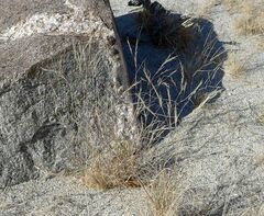 Aristida californica