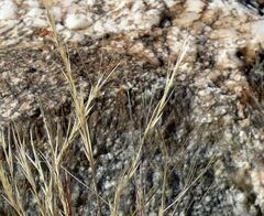 Aristida californica