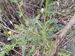 Baccharis pteronioides