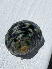Lunella undulata